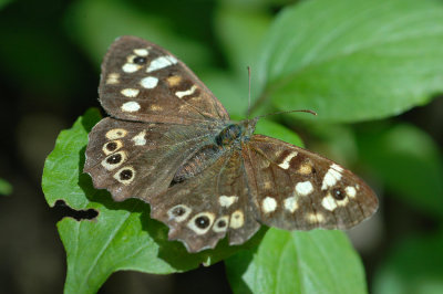 Butterfly Speckled Wood .jpg