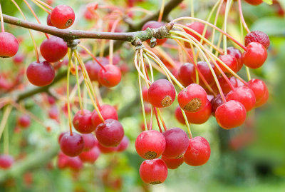 Mallow berries.jpg