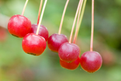 Mallow berries2.jpg