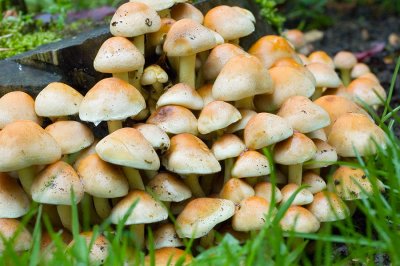 Mushroom7.jpg