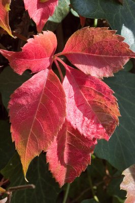 Autumn 2006 in our garden