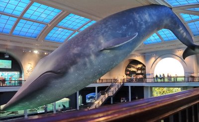Whale in the Natural History Museum