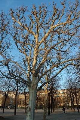 Trees in the Champs de Mars