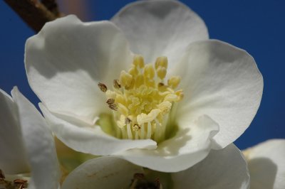 White quince flower