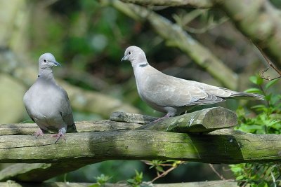 Collared dove
