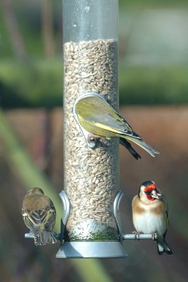 Goldfinch and greenfinches on the feeder