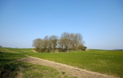 Trees near Molash 2