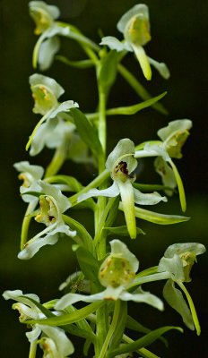 Orchid 6.jpg