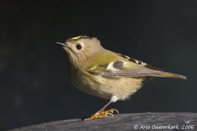 Goldcrest - Goudhaantje - Regulus regulus