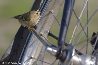 Goldcrest - Goudhaantje - Regulus regulus