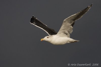 Greater Black-backed Gull - Grote Mantelmeeuw - Larus marinus