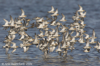 Dunlin - Bonte Strandloper - Calidris alpina