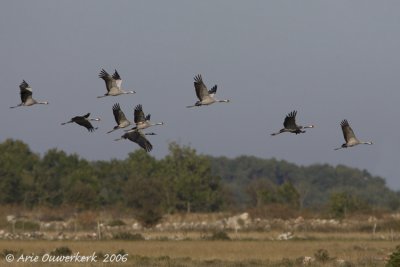 Common Crane - Kraanvogel - Grus grus