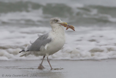 Zilvermeeuw - European Herring Gull - Larus argentatus