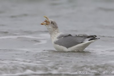 Zilvermeeuw - European Herring Gull - Larus argentatus