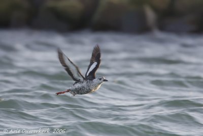 Black Guillemot - Zwarte Zeekoet - Cepphus grylle