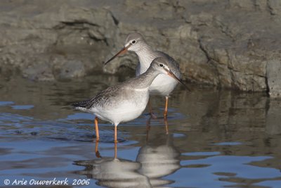 Spotted Redshank - Zwarte Ruiter - Tringa erythropus