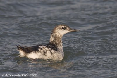 Black Guillemot - Zwarte Zeekoet - Cepphus grylle