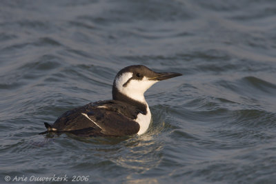 Common Murre (Guillemot) - Zeekoet - Uria aalge