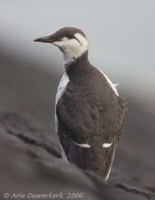 Common Murre (Guillemot) - Zeekoet - Uria aalge