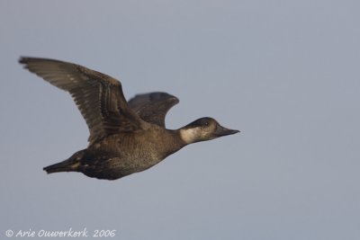 Common Scoter - Zwarte Zee-eend - Melanitta nigra