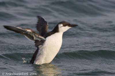 Common Murre (Guillemot) - Zeekoet - Uria aalge