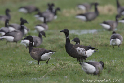 Black Brant - Zwarte Rotgans - Branta nigricans