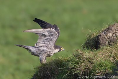 Peregrine Falcon - Slechtvalk - Falco peregrinus