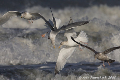 Zilvermeeuw - European Herring Gull - Larus argentatus