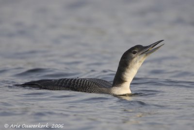 Great Northern Loon (Diver) - IJsduiker - Gavia immer