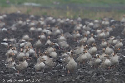 Greylag Goose -  Grauwe Gans - Anser anser