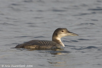 Great Northern Loon (Diver) - IJsduiker - Gavia immer