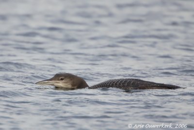 Great Northern Loon (Diver) - IJsduiker - Gavia immer