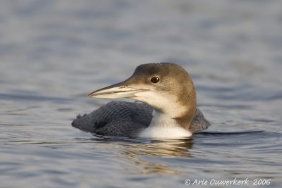 Great Northern Loon (Diver) - IJsduiker - Gavia immer