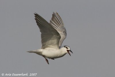 Wiskered Tern - Witwangstern - Chlidonias hybridus