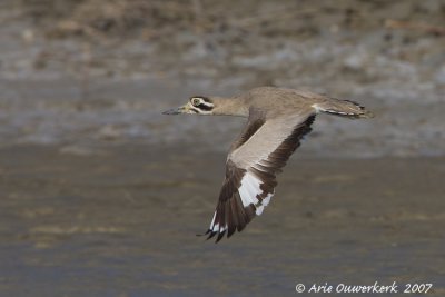 Greater Stone Plover - Grote Griel -  Esacus recurvirostris