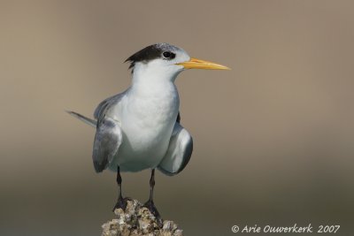 Lesser Crested Tern - Bengaalse Stern - Sterna bengalensis