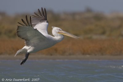 Dalmatian Pelican - Kroeskoppelikaan - Pelecanus crispus