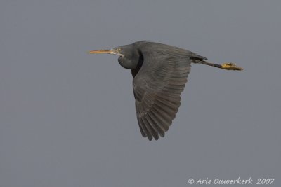 Western Reef Egret - Westelijke Rifreiger - Egretta gularis