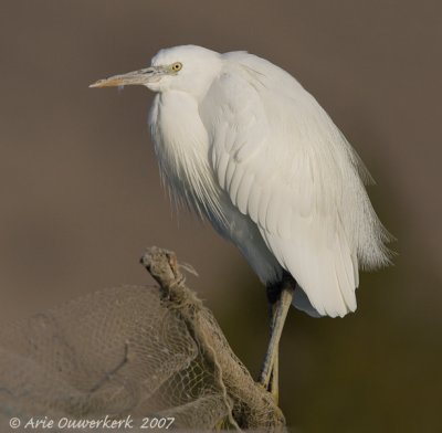 Western Reef Egret - Westelijke Rifreiger - Egretta gularis