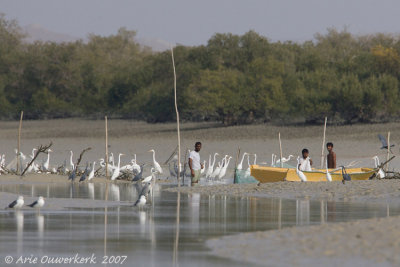 Fishing with Egrets