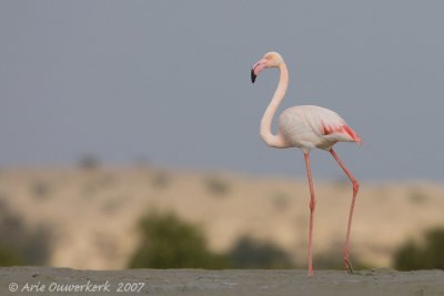 Greater Flamingo - Flamingo - Phoenicopterus roseus