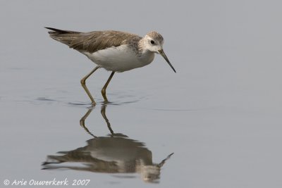 Marsh Sandpiper - Poelruiter - Tringa stagnatilis