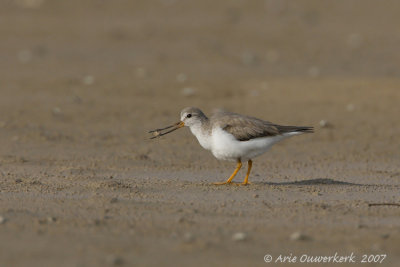 Terek Sandpiper - Terekruiter - Xenus cinereus