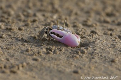 Fiddler Crab - Wenkkrab - Uca sp.