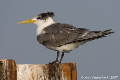 Greater Crested Tern - Grote Kuifstern - Sterna bergii