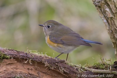 Red-flanked Bluetail - Blauwstaart - Tarsiger cyanurus