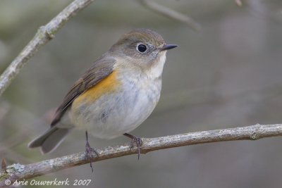 Red-flanked Bluetail - Blauwstaart - Tarsiger cyanurus