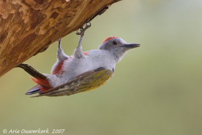 Grey Woodpecker - Grijsgroene Specht - Dendropicos goertae