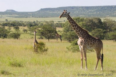 Masai Giraffe - Masai Giraffe - Giraffa camelopardalis tippelskirchi